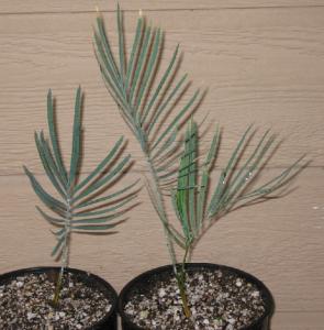 seedlings 007.JPG
